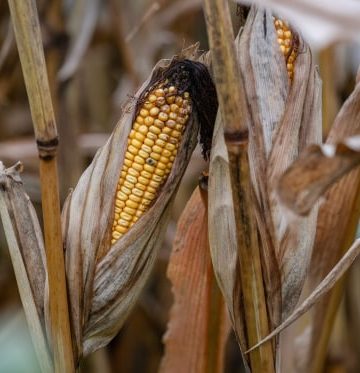 Is America on the cusp of a farm crisis?